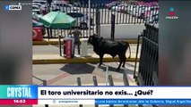 Toro entra a una universidad de la CDMX