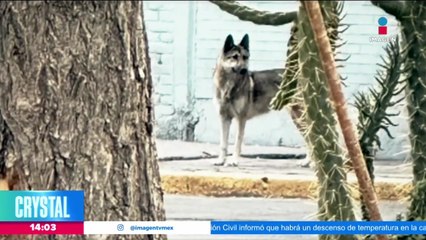 Rescatan a lobo que deambulaba por las calles de San Juan de Aragón