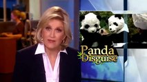 Investigadores se visten como Panda para ayudar a los Cachorros