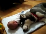 Perrito canta para hacer llorar a un bebe