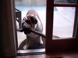 Bulldog Tries To Bring Big Stick Inside