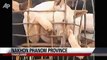 Militares rescatan a 750 perros de ser comidos en Vietnam