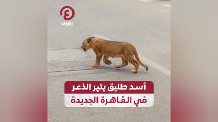 أسد طليق يثير الذعر في القاهرة الجديدة