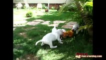 Pelea de perros por un oso de peluche