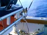 Great White Shark caught on tape