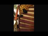 Gato baila Vals mientras sube las escaleras