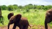 Khám Phá Quanh Ta: Voi rừng châu Phi: Loài sinh vật to lớn bên bờ vực tuyệt chủng