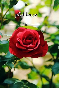 Manteaux d'hiver 2024, manteaux d'hiver merveilleux et élégants