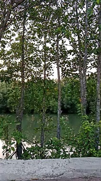 sapa
