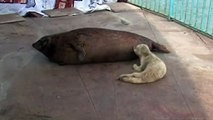Cute hungry baby seal needs feeding