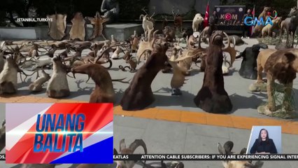 Mahigit 200 taxidermy animals at trophies, nakumpiska ng Turkish police; isa, arestado | UB
