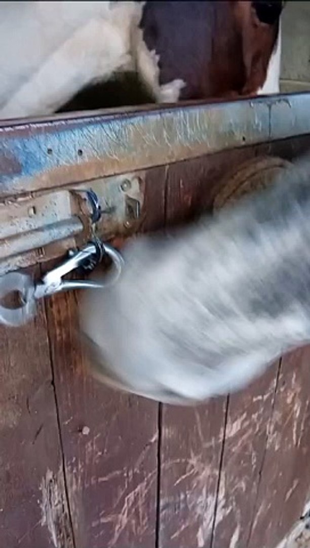 ⁣Equine Escape Artist