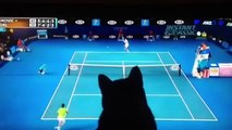 Gatito nacido para jugar tenis