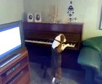 Increible perro tocando y cantando con el piano