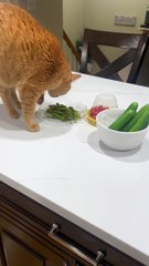 Cat Tries to Bury My Asparagus