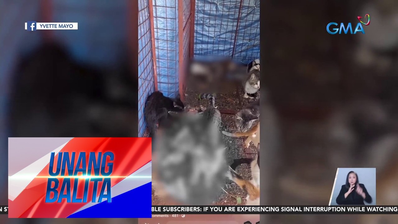 Ilang patay na pusa sa isang cat pound, kinakain ng kapwa-pusa | UB