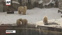 Viral video de osos del zoologico de Rusia