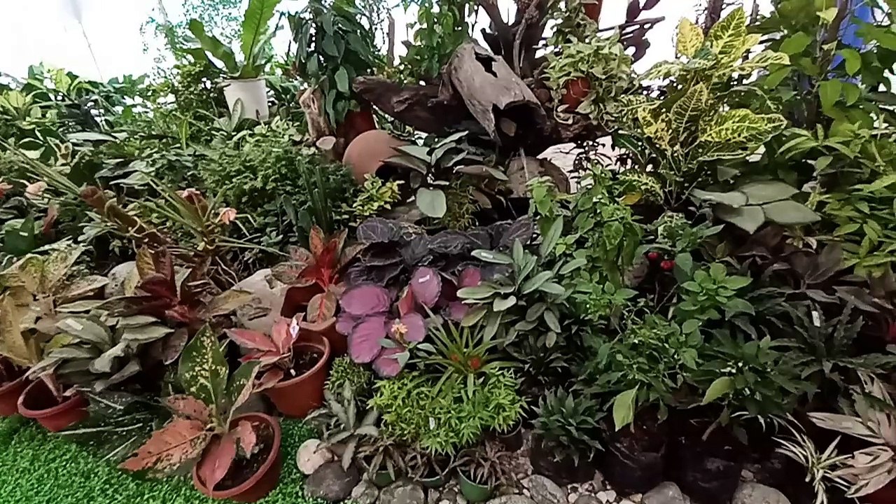 plants