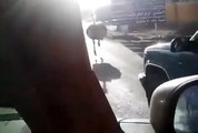 WTF avestruz corriendo en la calle