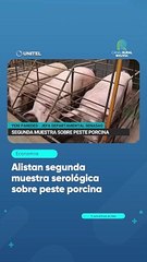 Alistan segunda muestra serológica sobre peste porcina