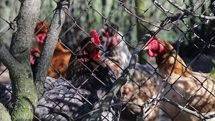 My Chickens