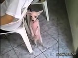 Perro bailando salsa