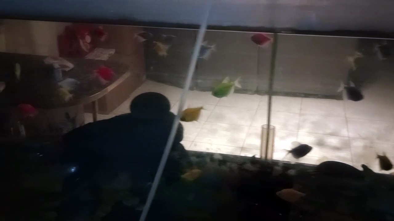 fishies