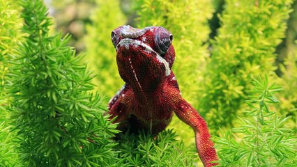 chameleon panther lizard - adalinetv