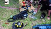 Perros gatos rescatados de Incendio
