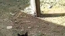Sneaky Cat Watch Till The End!