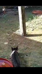 Sneaky Cat Watch Till The End!