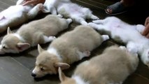 6 lindos perritos durmiendo