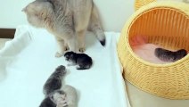 The kitten who completely mistook it for its mother cat and got spoiled was so cute.