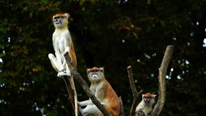 video of patas monkey in zoo - adalinetv