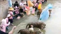 Turistas pueden jugar con Tigres en Tailandia