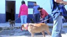 Conoce a Rosa una perrita psicóloga que ayuda animales traumatizados