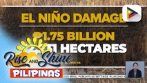 Pinsala ng #ElNiñoPH, umabot na sa P1.75-B