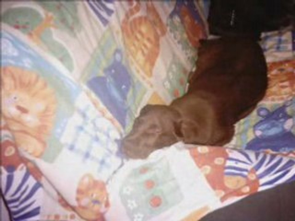 Charlo
