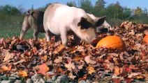 Los cerdos y las Calabazas de Halloween
