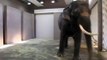 Cientificos Confirman que Elefante Habla Coreano Video Original