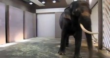 Cientificos Confirman que Elefante Habla Coreano Video Original