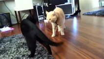Locos Gatos peleando FAIL