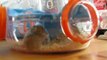 bébés hamsters roborovski