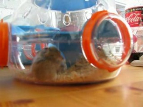 bébés hamsters roborovski