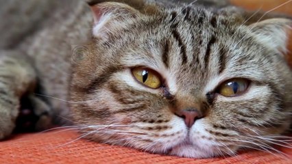 How do you know if a cat is dying #pets_birds #cat_dying