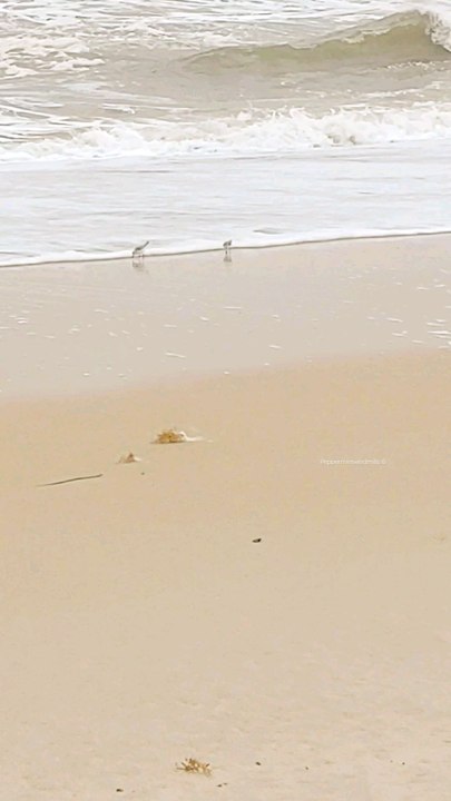  Little Birds at the beach #birds #ocean #beach #oceanwaves