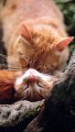 Cat dying symptoms | Causes of cat death #pets_birds #cat_death