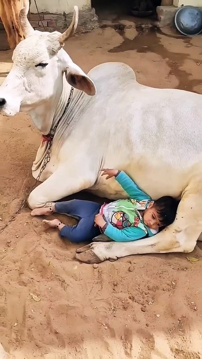 ये बंधन तो प्यार का बंधन है #youtubeshorts #trandingshorts #cowvideos #cow