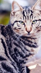 Signs Your Cat May Be Nearing End 🐱