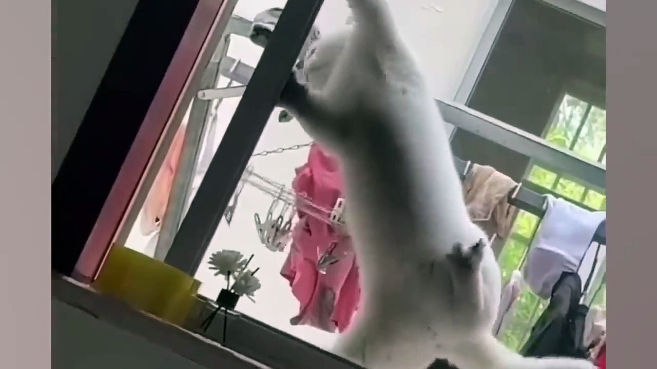 Funniest Animals  New Funny Cats and Dogs Videos  (9)